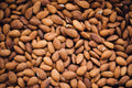 Sunflower Seeds