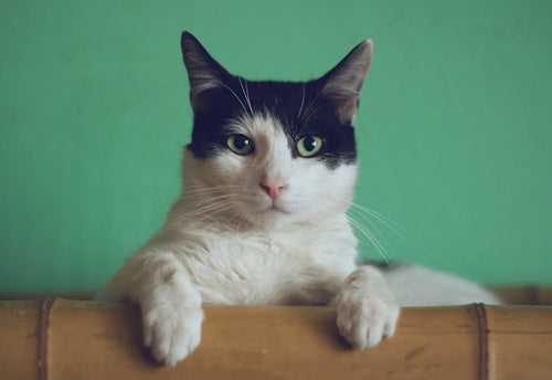 Aquarium Fish Food