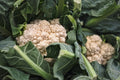 Fresh Cauliflower